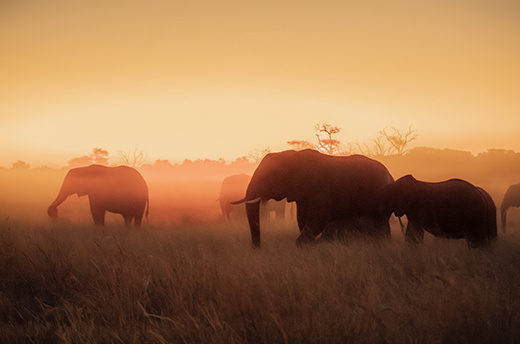 Olifanten in Hwange National Park, Zimbabwe. Foto: Naudé Heunis / © IFAW