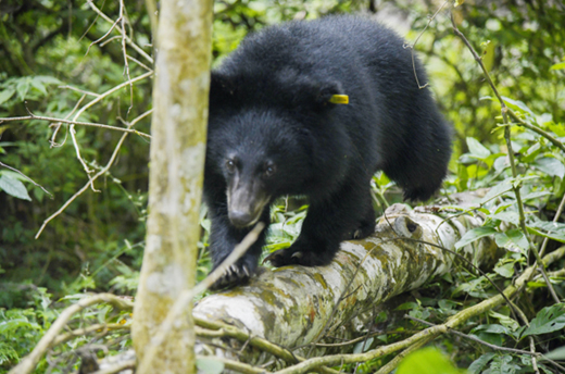 Sagalee de Aziatische zwarte beer wordt teruggelaten in het wild. © IFAW-WTI