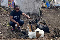 IFAW hulpverlener controleert twee geiten in een vluchtelingenkamp in de Democratische Republiek Congo. Foto: © Sauvons Nos Animaux 