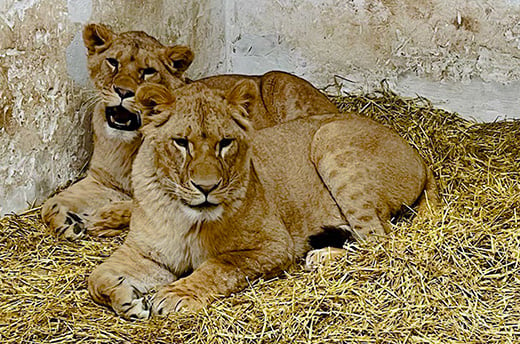 Leeuwinnen Amani en Lira in hun tijdelijke verblijf bij Wild Animal Rescue. Foto: © Wild Animal Rescue