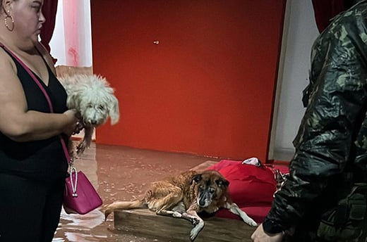 Een hulpverlener van de overheid redt een vrouw en haar honden die gestrand zijn in het water in het zuiden van Brazilië. Credits: © Brazil Defense Ministry