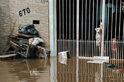 Onze partner GRETAP-team komt twee honden tegen tijdens reddingsoperaties te midden van historische overstromingen in Rio Grande do Sul, Brazilië. Foto: © GRETAP