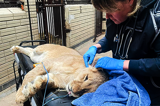 Vanda ondergaat na aankomst bij Wild Animal Rescue in Kyiv een medisch onderzoek door een aanwezige dierenarts. Foto: © Wild Animal Rescue