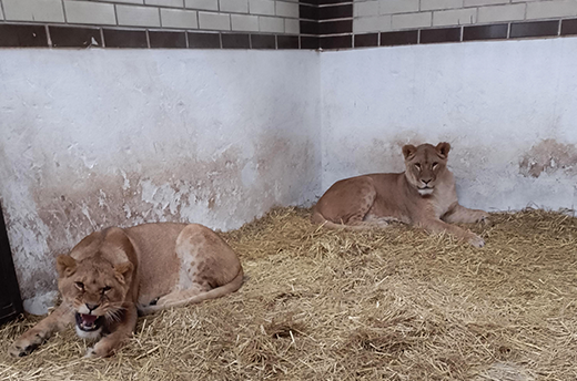 De leeuwinnen Amani en Lira in hun nieuwe (tijdelijke) verblijf bij Wild Animal Rescue in Oekraïne. Foto: © Wild Animal Rescue