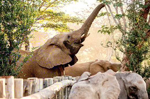 Jack de olifant in de boma (veilige opvangplek voor olifanten) bij Panda Masuie. © IFAW