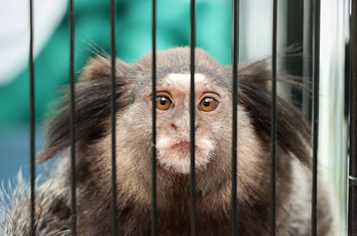 Een penseelaapje gered van de illegale handel in wilde dieren. Foto: © JAAN
