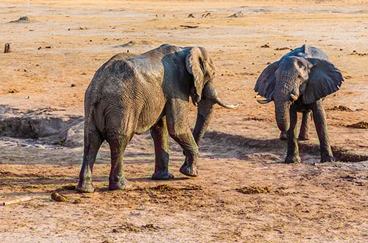 Twee olifanten vechten om een kleine hoeveelheid water tijdens een droogteperiode in Hwange National Park, Zimbabwe. Foto: © lizcoughlan - stock.adobe.com